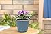 Window Garden – Aquaphoric Self Watering Mini Planter Pots (3 Pack) – Grow On Indoor Sill. Perfect for Potting Small Plants, Herbs, African Violets, Succulents, or Start Seedlings. (Purple Matte)