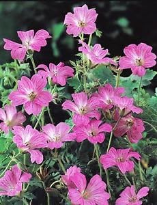 Potted 1 Litre Geranium (Cranesbill) Endressii Pink Hardy Garden Summer Perennial