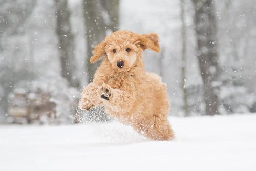 Winter Struggles: Helping Dogs Cope with Snow, Salt, and Sensory Overload