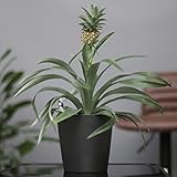Pflanzen Kölle Zier-Ananas 'Amigo', Topf-Ø 12 cm, Höhe ca. 45 cm