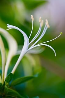 Heavenly Honeysuckle Premium Fragrance Oil, 16 Oz. Bottle