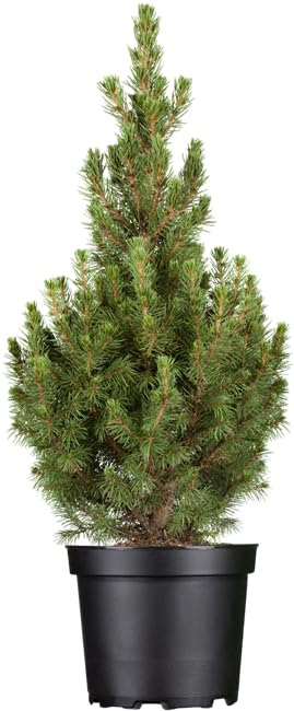 Picea glauca 'Conica' 30-40 cm – Winterhart, Immergrün, Pflegeleicht – Zuckerhutfichte – Formgehölz für Kübel & Garten