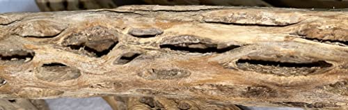 Image of Awesome Aquatic 12 inch 2-3 inch Thick XL Teddy Bear /Chain Fruit /Buckhorn /Staghorn Cholla Wood Hollow Tube Wood Cactus Skeleton Tubes 12 inch x 2-3 inch Thick /Diameter (12 in x 2-3 in Diameter)