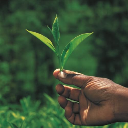 Té verde en polvo ceremonial 1.4 oz miniatura 6