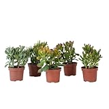 Plant in a Box