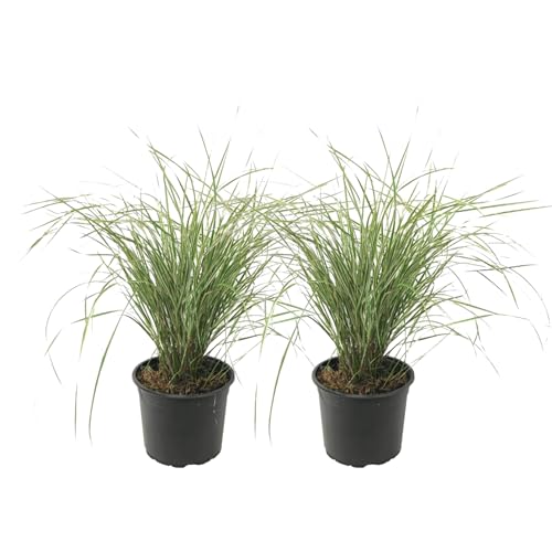 Plant in a Box - Calamagratis Overdam - Set di 2 - Vaso 23cm - Altezza 20-30cm - resistente - erba ornamentale