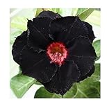 Pcs   3x Adenium Obesum Noir Swamp Rose Du Désert Jardin Plantes   Graines B539   Seeds & Plants Shop by Ipsa