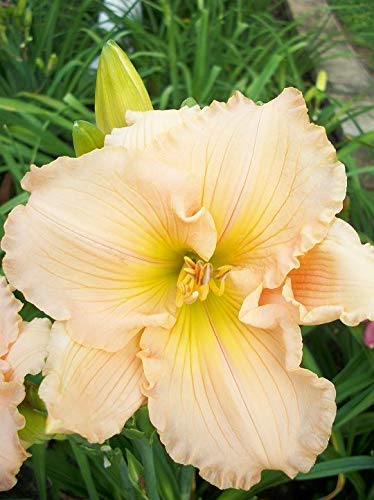 Day Lilly of The Most Beautiful Light Pink Flowers for Your Garden - Pack of 4 Bulbs.-image-38