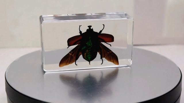 Image of 73mm Large Real Unicorn Green Chafer Beetle w /Open Wings in Crystal Clear Lucite Resin Crafts Specimen Preserved Insect Bug Taxidermy Collection for Biology Science Education & Desk Ornament Display