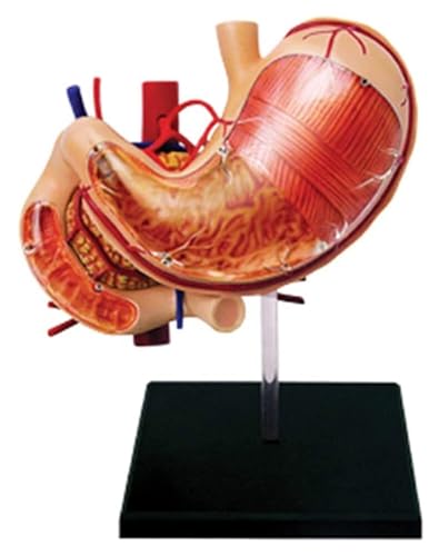 Modèle d'anatomie de l'estomac humain en 12 pièces scientifiques amovibles