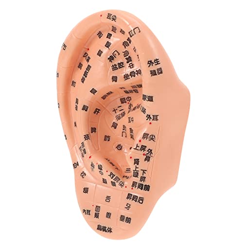 Beavorty 1Pcs Human Ear Model Ear Acupoint Model Medical Ear Point Model with Points for Teaching
