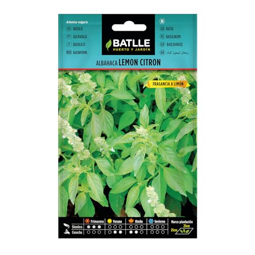 Basilic Lemon Citron