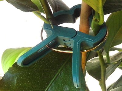 100 Pflanzenclips XXL - Stabile Rankhilfen Für Rosen, Tomaten & Co