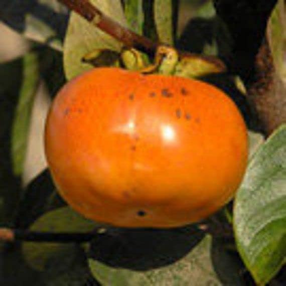 Miniatura 4 de Fuyu - Árbol de caqui de 18 a 24 pulgadas, adornos de plantación a raíz desnuda, plantas perennes de jardín, macetas fáciles de cultivar, regalo