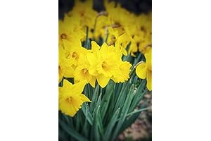 Wild Daffodil (Bulbs)