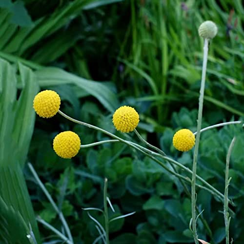 Trommelstöckchen Winterhart Die 15 besten Produkte im Vergleich