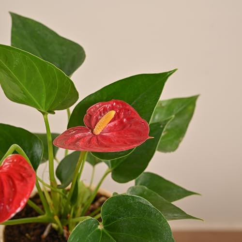 Image of UGAOO Anthurium Red Plant with Self-Watering Pot (Medium) | Indoor Air-Purifying Flowering Plant for Home & Office Decor