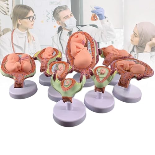 HEQIM Fetal Development Model, 8-Piece Pregnancy Model, Human Embryo/Fetus Developing in Utero, with Removable Parts, for Teaching, Training, Research and Practice
