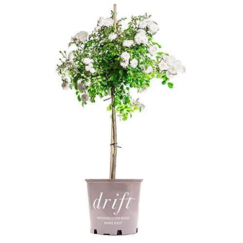 Perfect Plants Perfect Plants White Drift Rose Tree 3-4 Feet | Live Trees Outdoor Planting | Reblooming Flowers All Year Long | Snow White Blossom Perfect Pops of Color in The Garden 3-4ft Tall