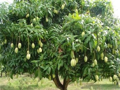 See full amazon price history chart for HERBALISM Dasheri Mango Dussehri Mango Mid-Season live Plant. HERBALISM Dasheri Mango Dussehri Mango Mid-Season live Plant. (B09R1WLS2F) Amazon Price History, Amazon Price Tracker