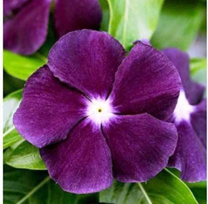 Green World F1 NANA VINCA BLACK PURPLE FLOWER SEEDS FOR KITCHEN GARDENING (200 seeds) (B09LS9XQ8Q) Amazon Price History, Amazon Price Tracker