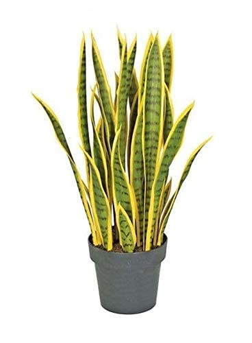 Henna Yellow Shade Snake Plant With Black Plastic Pot 4 Inch Size 1feet Plant Pot (B0BS8P6YG3) Amazon Price History, Amazon Price Tracker