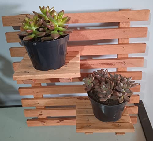 Jardim Vertical Madeira plantas suporte