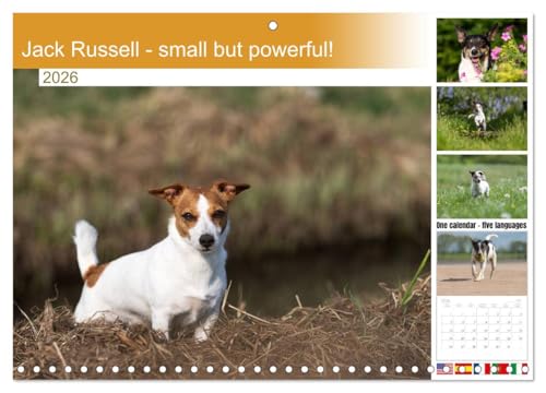 WbNEbZ - ǃpt!(ԕǊ|J_[ 2026 11.75C` x 16.5C`(J))ACALVENDO 14J_[