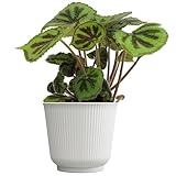 Begonia Masoniana Rock, Live Houseplant Decor in 6' White Pot, Textured Leaves, Easy Botanical Gift, Iron Cross Houseplants, Desk Decor & Gifts, Office Plants & Decorative Plants by Plants for Pets