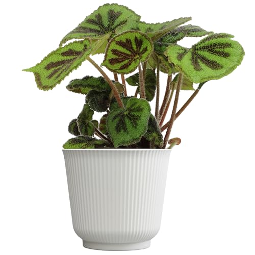 Begonia Masoniana Rock, Live Houseplant Decor in 6" White Pot, Te...