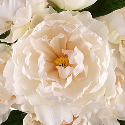 Ashland Cream Peony Bush