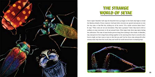 Strange Nature: The Insect Portraits of Levon Biss - Image 5
