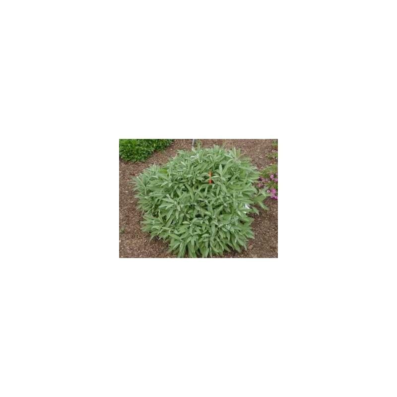 Sauge officinale POUDRE Salvia officinalis