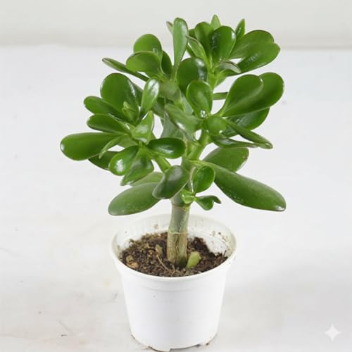 crassula ovata pianta grassa in vaso 10 cm | albero di giada | pianta dei soldi | pianta succulenta portafortuna, facile da coltivare, ideale per casa, ufficio e regalo verde