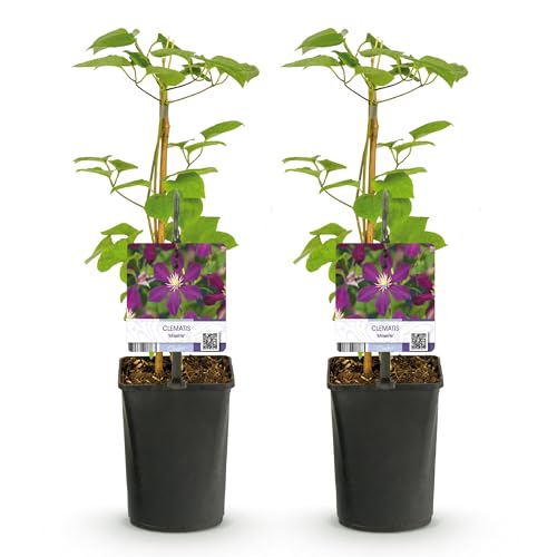 GreenboutiQ - Kletterpflanze - Clematis Mikelite - Blüte Lila - Wenig Pflege - 2 Pflanzen - Topf 11cm Höhe 40cm