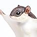Safari Ltd. Flying Squirrel Figurine - Detailed 6.5