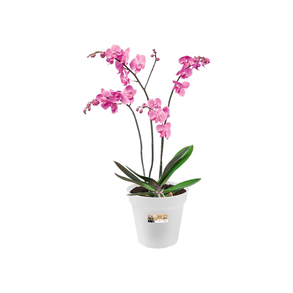 elho Green Basics Orchidee 17cm Blumentopf - Transparent | ∅ 17 x H 15.8 cm