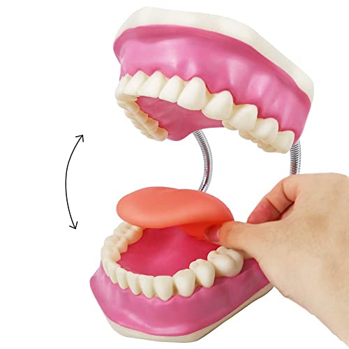 Evotech Dental Teeth Care Model, W/Giant Toothbrush, Kids Dental Care Teaching Demonstration Model, Speech Therapy Teaching Tool, Adult Standard Typodont Demonstration Teeth Model #TOP1