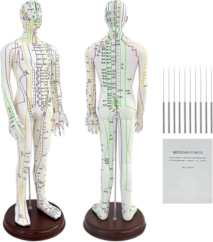 Modelo de acupuntura corporal masculina de 52cm ideal para estudiantes y consultas terapéuticas