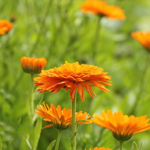 semi di calendula - semi di giardino copertura del suolo calendule calendula balcone resistenti tagliati 500pcs