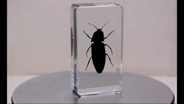 Image of 2.9 inch Real Snapping Jewel Beetle in Crystal Clear Lucite Resin Specimen Preserved Insect Taxidermy Collection for Biology Science Education & Desk Ornament Display Supplies Decor Paperweight