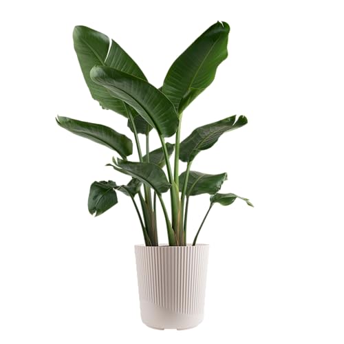 Costa Farms White Bird of Paradise Live Plant in Decorative Pot, Large Indoor Houseplant, Perfect for Home, Room, or Office Decor, Great House Warming or Birthday Gift, 2-3 Feet Tall