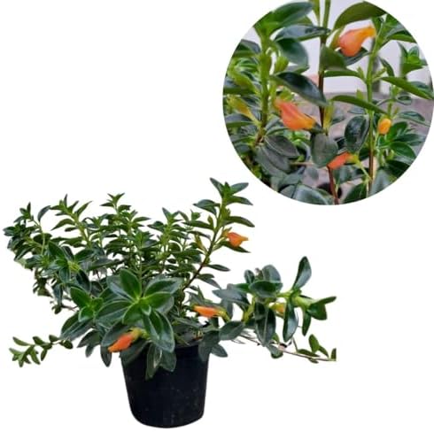 Muda Columeia Peixinho Planta Nematanthus Wettsteini Pote 10 Orna...