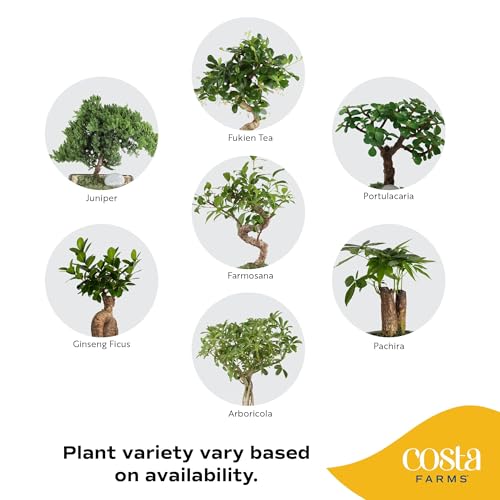 Image of Costa Farms Bonsai Tree Kit, DIY Live Bonsai Tree Includes Tools, Potting Soil Mix, Plant Pot, Indoor Gardening, Birthday Gift, 10-Inches Tall