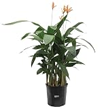 Nature's Way Farms Heliconia Choconiana Outdoor Live Plant in Grower Pot (25-30in. Tall)