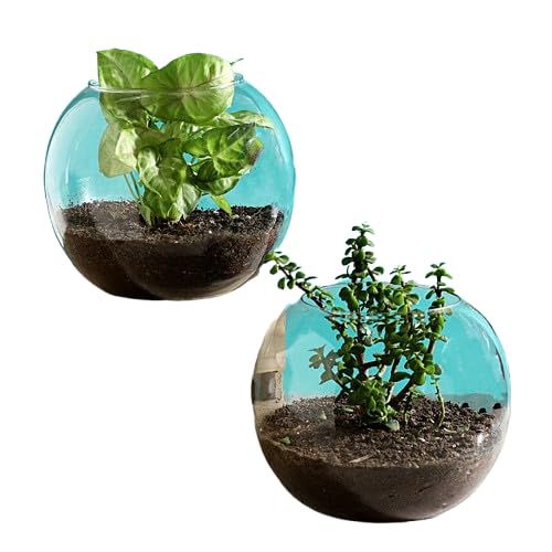 FNP Jade & Syngonium Plant Terrarium Set-picture-11