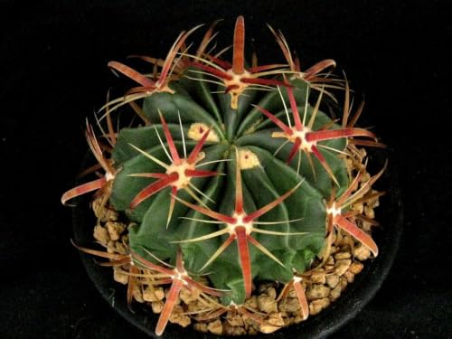 観葉植物 フェロカクタス」の人気商品一覧・価格比較 - 価格.com