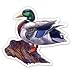 Mallard Duck - 3