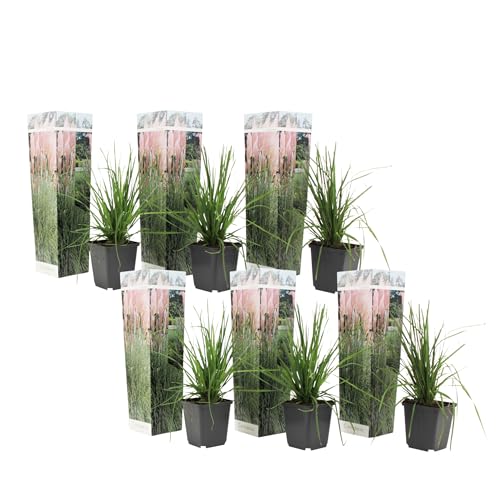 Plant in a Box - Erba pampa rosa - Set di 6 - Cortaderia Selloana - Vaso 9cm - Altezza 25-40cm