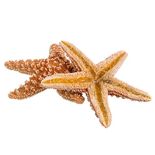 Sugar Starfish - 4' - 6' Real Large Brown Sugar Starfish - 2 pack - Real Starfish - Aquarium Natural Decorations - Star Fish for Crafts - Large Starfish - Large Aquarium Decor - Beach Starfish Décor